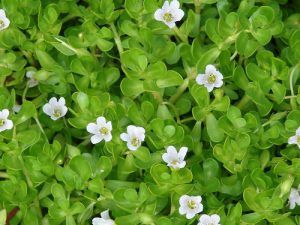 bacopa-monnieri-500x500