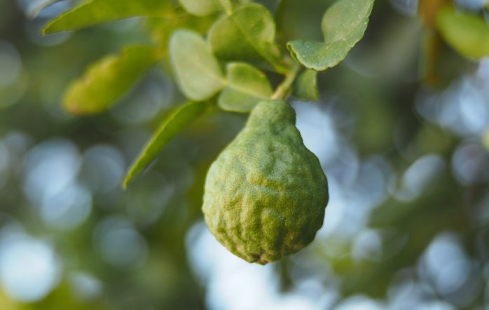 Bergamot essential oil is derived from the bergamot orange, a fruit endemic to the Calabria region of Italy. You may already be familiar with its citrusy flavor--it is most notably used in Earl Grey tea! However, this isn