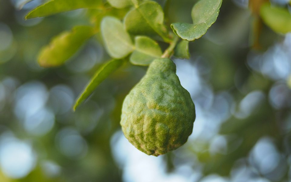Essential Oil Encyclopedia: Bergamot